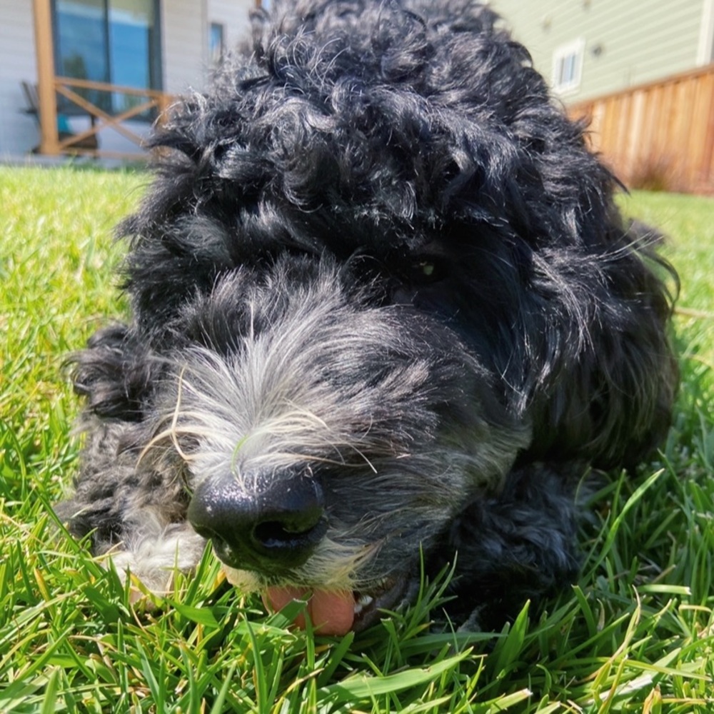 Meet your Posher, Lily